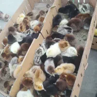 اردک با جوجه|پرنده|بنت, |دیوار