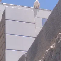 کبوتر پرشی|پرنده|رودشت (اصفهان), |دیوار