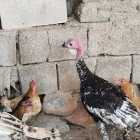 چهار عدد بوقلمون محلی|حیوانات مزرعه|بهبهان, |دیوار