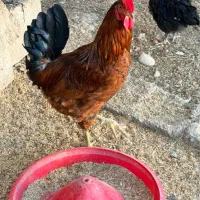 خروس جوان فروشی