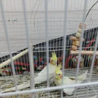 عروس هلندی
