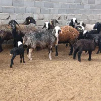 ۱۱عدد میش و بره شال|حیوانات مزرعه|مهریز, |دیوار