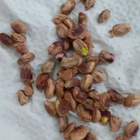 بسته دهن بست|خوردنی و آشامیدنی|مشهد, هنرور|دیوار