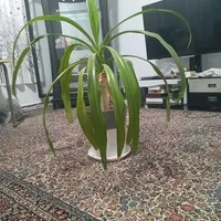 گل طبیعی