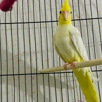 عروس هلندی لوتینو|پرنده|بندر ماهشهر, |دیوار