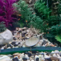 فروش آکواریوم|ماهی|محلات, |دیوار