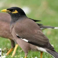 مرغ مینا گم شده