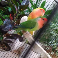 ی جفت طوطی برزیلی مولد