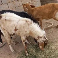 دوتا تروشت مخصوص کشتار ومالداری