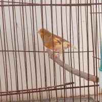 فروش قناری ابلق