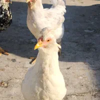 تخم مرغ نطفه دار|حیوانات مزرعه|فلاورجان, |دیوار