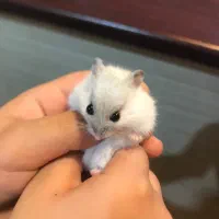 بچه همستر زرنگ|موش و خرگوش|تهران, تهرانپارس جنوبی|دیوار