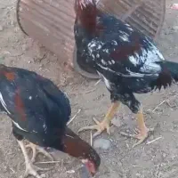 خروس لاری|حیوانات مزرعه|گرمسار, |دیوار