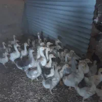 فروش جوجه قوغاز