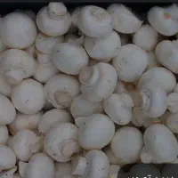 شراکت در پرورش قارچ