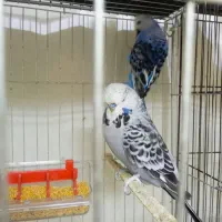 مرغ عشق انگلیسی گرید a