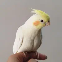 عروس هلندی، جوجه ، بالغ، لوتینو