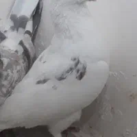 کبوتر|حیوانات|نهاوند, |دیوار