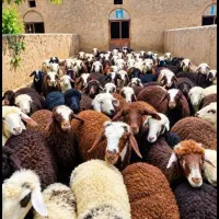 میش یا بره لاغر سی پروار میهام