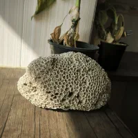 مرجان اکواریوم|ماهی|محمدشهر, ولدآباد|دیوار