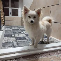 سگ پامرانین روباهی نر