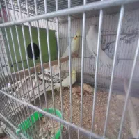 عروس هلندی البینو ولوتینو|پرنده|ابهر, |دیوار