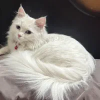 گربه پرشین اصیل چشم ابی|گربه|قزوین, |دیوار