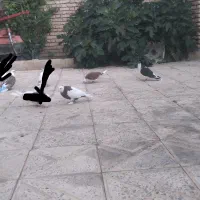 فروش کبوتر