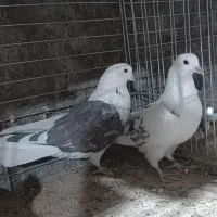 کفتر پرشی کهنه کفتر بشرط