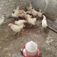 مرغ تخم گذار.گوشتی