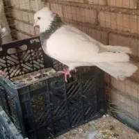کفتر رنگی|پرنده|خرمشهر, |دیوار