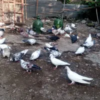 کبوتر پروازی|پرنده|چابکسر, |دیوار