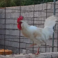 غاز اردک خارجی و خروس