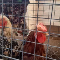 فروش خروس محلی