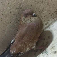 کله ای یه تیکه|پرنده|آبادان, |دیوار