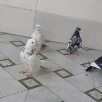 کبوتر کله سیاه و طوقی