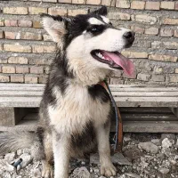 هاسکی مالاموت نر فی 6