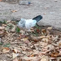 کبوتر پرشی اس|پرنده|مهدی شهر, |دیوار