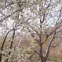 فروش-باغ