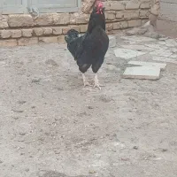 خروس گلین مشکی