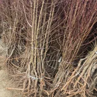 عرضه و فروش مـستقیم بادامـ|خدمات باغبانی و درختکاری|نیشابور, سرآب کوشک|دیوار