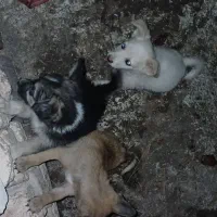 سگ پا کوتاه شیوای|سگ|گرگان, |دیوار