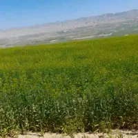 فروش-زمین-کشاورزی-جهت-احداث-باغ-دیم