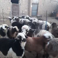 فروش بره|حیوانات مزرعه|خرم بید, |دیوار