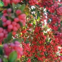 زرشک پفکی