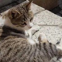 واگذاری رایگان گربه ی خانگی