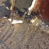 کفتر یا کبوتر مرودشت