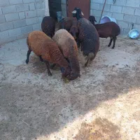 5راس بره نر