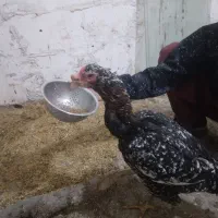 مرغ و خروس لاری|حیوانات مزرعه|جوانرود, |دیوار