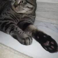 گربه
